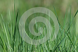 Spring green grass closeup. Fresh green grass field background. Small depth of field.