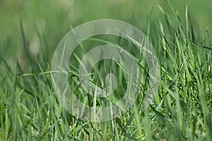 Spring green grass closeup. Fresh green grass field background. Small depth of field.