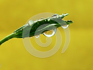 Spring green grass with dew drops in the sun.