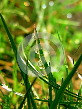 Spring green grass with dew drops in the sun.