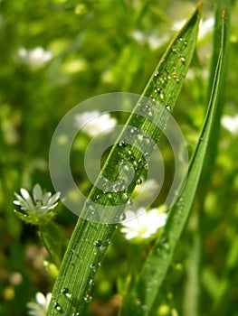 Spring green grass with dew drops in the sun.