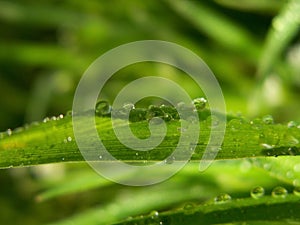 Spring green grass with dew drops in the sun.