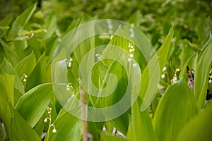 Spring green grass and flowers in the sunshine with a drop of dew. Abstract natural background.