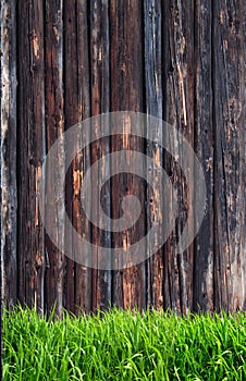 Spring green grass and leaf plant over wood fence background