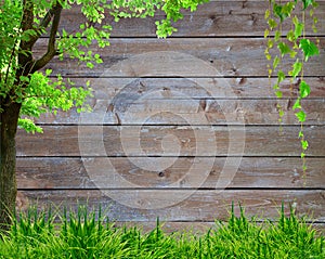 Spring green grass and leaf plant over wood fence background