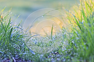 Spring green grass and morning dew