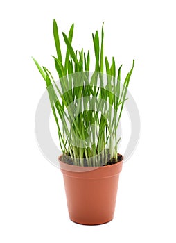 Spring green grass oat