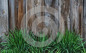 Spring green grass over wood fence background