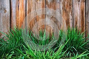 Spring green grass over wood fence background