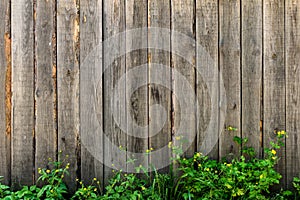 Spring green grass over wood fence background