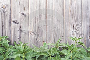 Spring green grass over wood fence background - Image