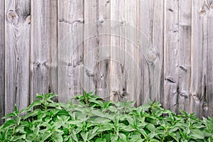 Spring green grass over wood fence background - Image