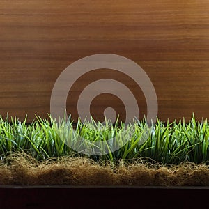 Spring green grass over wood fence background. Low angle view of fresh grass with copy space for text.