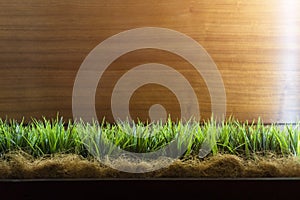 Spring green grass over wood fence background. Low angle view of fresh grass with copy space for text.