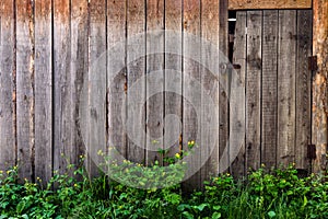 Spring green grass over wood fence with old door background