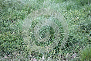 Spring green grass.Picture of grass in the meadow.