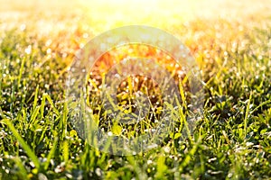 Spring green grass sunny summer background.