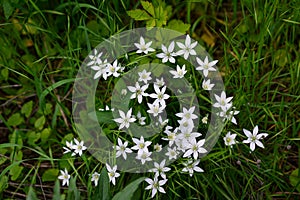 Spring green grass texture with white small flowers