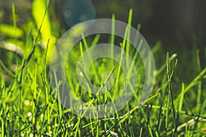 Spring green grass Under the bright sun. Abstract natural backgrounds