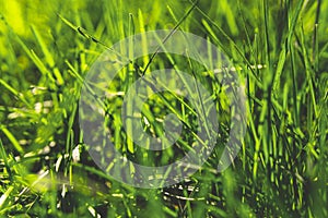 Spring green grass Under the bright sun. Abstract natural backgrounds