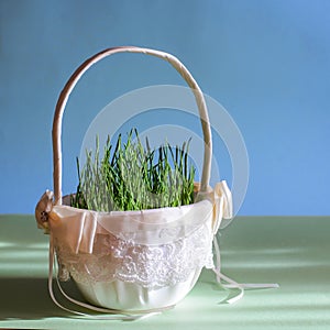 Spring green grass in a white basket