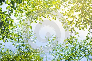 Spring green leaf with blue sky and sunlight