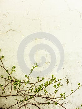 Spring Green Leafy Vines on Wall