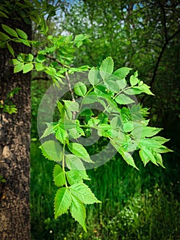 Spring green leaves on a branch of an elm tree