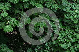 Spring green leaves chestnut tree texture background