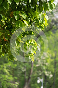 spring green leaves after the rain