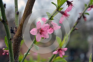 Spring green long castings and pink, purple buds, inflorescences of a young peach.