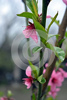 Spring green long castings and pink, purple buds, inflorescences of a young peach.