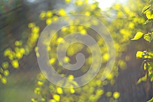 Spring green lRainbow the sun& x27;s rays on a blurred background of fresh green foliage. Springtime nature concept