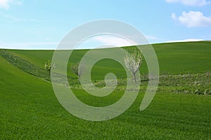 Spring Green Meadow