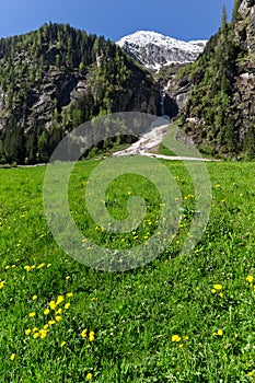 Spring green meadow with flowers and snowy mountains in the background, vertical image. Austria, Tirol, Zillertal, Stillup