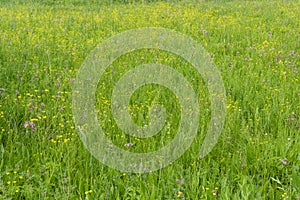 Spring green meadow grass as background