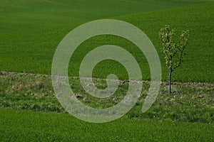 Spring Green Meadow with an isolated tree