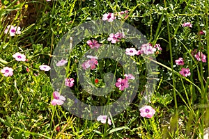 Spring green meadow with pink flowers