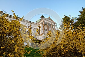 Spring green meadow with yellow flowers, in the background an old castle.