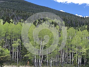 Spring green moves across the forest in the Rocky Mountains