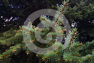 Spring, green needles and seeds.Young fir cones. Small details close-up. Coniferous trees in spring