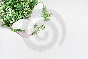 Spring green plant with white decorative butterfly on white background with copy space