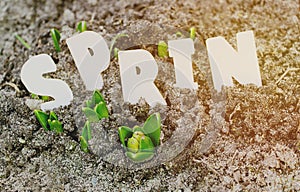 Spring. Green shoots of flowers sprout from the earth. Young hyacinths