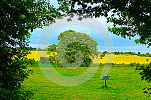 Spring green tree arch with yellow field view.