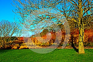 Spring green tree arch with yellow field view.