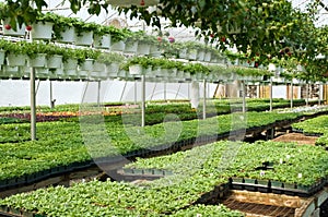 Spring greenhouse nursery