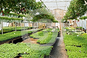 Spring greenhouse nursery