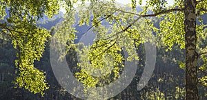 Spring greens, birch branch, backgrounds