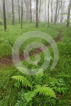 Spring greens, foggy forest, North Carolina