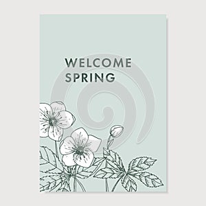 Spring greeting card, invitation. Floral, decorative corner. Blooming white hellebores flowers and leaves. Elegant